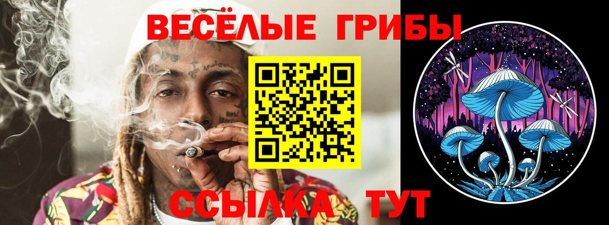Псилоцибиновые грибы Psilocybine cubensis Киселёвск